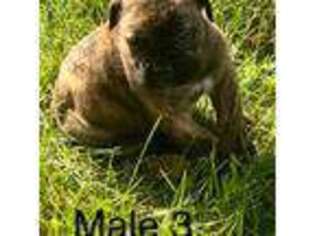 Mastiff Puppy for sale in Ogallala, NE, USA