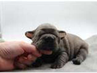 French Bulldog Puppy for sale in Milford, IL, USA