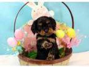 Cavalier King Charles Spaniel Puppy for sale in Mount Carroll, IL, USA