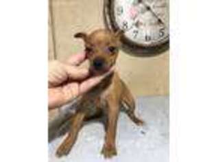 Miniature Pinscher Puppy for sale in Saint Hedwig, TX, USA