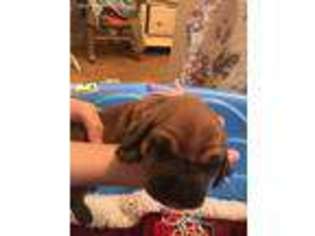 Bloodhound Puppy for sale in Leakesville, MS, USA