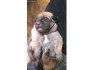 Mastiff Puppy for sale in Kansas City, MO, USA