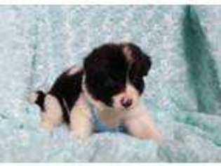 Border Collie Puppy for sale in Purdy, MO, USA