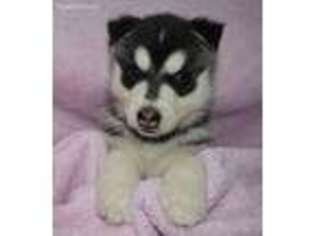 Siberian Husky Puppy for sale in Perris, CA, USA