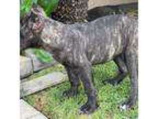 Cane Corso Puppy for sale in South El Monte, CA, USA