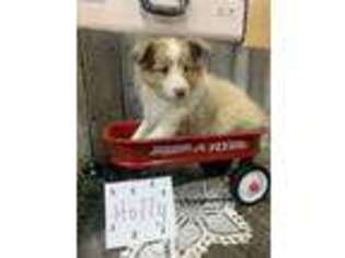 Shetland Sheepdog Puppy for sale in Withee, WI, USA
