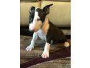 Bull Terrier Puppy for sale in Trussville, AL, USA