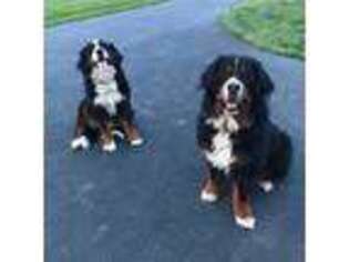 Bernese Mountain Dog Puppy for sale in Thurmont, MD, USA