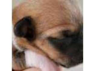 Pembroke Welsh Corgi Puppy for sale in Emmett, ID, USA