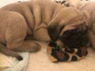 Mastiff Puppy for sale in Fort Worth, TX, USA