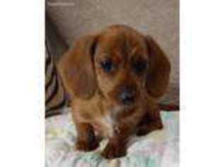 Dachshund Puppy for sale in Childress, TX, USA