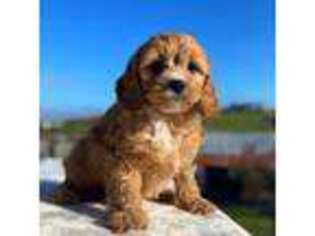 Cavapoo Puppy for sale in Vista, CA, USA