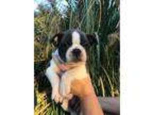 Boston Terrier Puppy for sale in Magnolia, TX, USA