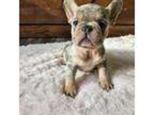 French Bulldog Puppy for sale in Ames, IA, USA