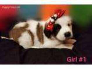 Saint Bernard Puppy for sale in Owensboro, KY, USA