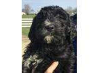 Mutt Puppy for sale in Mount Olivet, KY, USA
