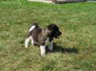 Akita Puppy for sale in Orrville, OH, USA