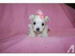 Maltese Puppy for sale in EATONTON, GA, USA