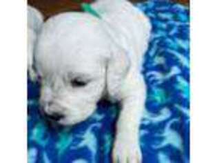 Golden Retriever Puppy for sale in Silver Spring, MD, USA