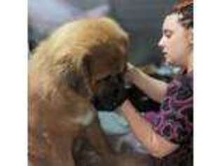 Tibetan Mastiff Puppy for sale in Grayling, MI, USA