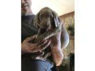 Weimaraner Puppy for sale in Abbeville, SC, USA