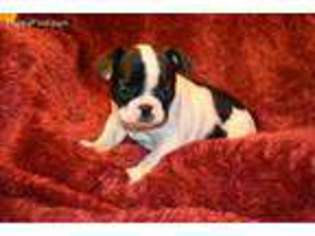 French Bulldog Puppy for sale in Milton, FL, USA