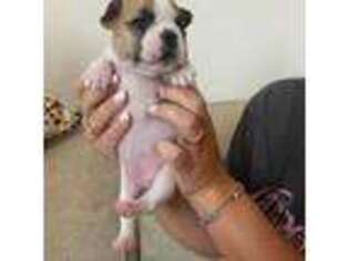 French Bulldog Puppy for sale in Saint Augustine, FL, USA