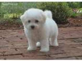 Bichon Frise Puppy for sale in Ruckersville, VA, USA
