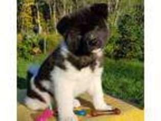 Akita Puppy for sale in Barbeau, MI, USA