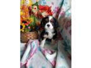 Cavalier King Charles Spaniel Puppy for sale in Fort Meade, FL, USA
