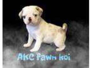 Pug Puppy for sale in Johnson City, TN, USA