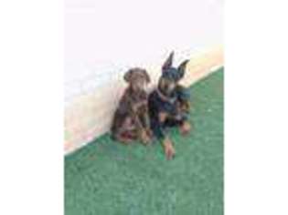 Doberman Pinscher Puppy for sale in Midland, TX, USA