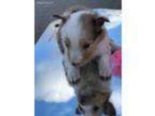 Shetland Sheepdog Puppy for sale in Central Lake, MI, USA