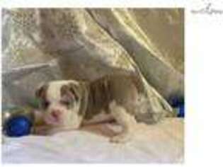 Olde English Bulldogge Puppy for sale in Lafayette, IN, USA