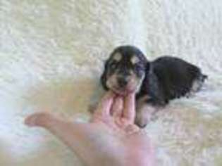 Dachshund Puppy for sale in Hampton, TN, USA