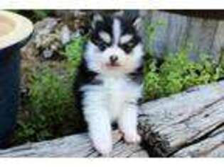 Siberian Husky Puppy for sale in Prescott, AZ, USA