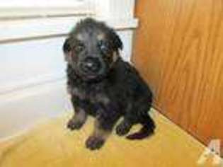 German Shepherd Dog Puppy for sale in SUFFOLK, VA, USA