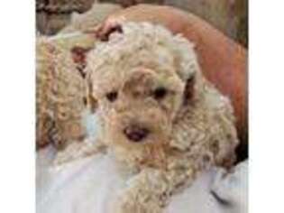 Cavapoo Puppy for sale in Beavercreek, OR, USA