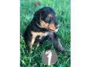Airedale Terrier Puppy for sale in Haughton, LA, USA