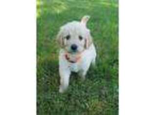 Goldendoodle Puppy for sale in Sunbury, PA, USA