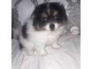 Pomeranian Puppy for sale in Nescopeck, PA, USA