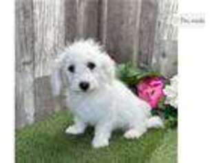 Bichon Frise Puppy for sale in South Bend, IN, USA