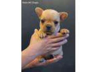 French Bulldog Puppy for sale in Chandler, AZ, USA