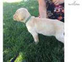 Labrador Retriever Puppy for sale in Lewiston, ID, USA