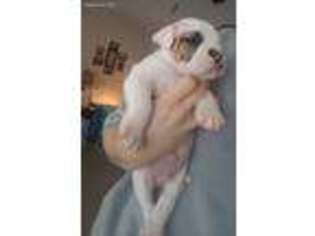American Bulldog Puppy for sale in Rock Falls, IL, USA