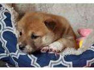 Shiba Inu Puppy for sale in Flanagan, IL, USA