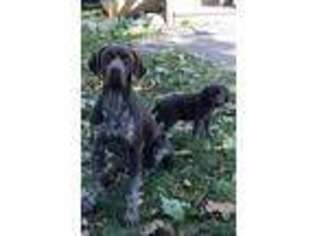 German Shorthaired Pointer Puppy for sale in VALLEY VIEW, PA, USA