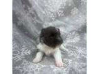 Pomeranian Puppy for sale in Byron, GA, USA