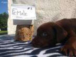 Labrador Retriever Puppy for sale in Salem, IN, USA
