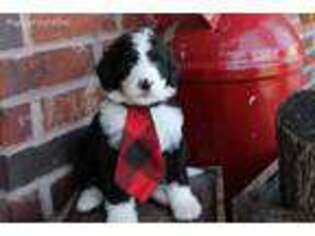 Mutt Puppy for sale in Salina, OK, USA